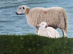 Sheep at Rhossili