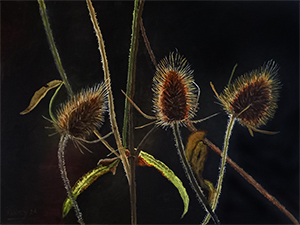 teasels